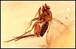 Fly in Amber